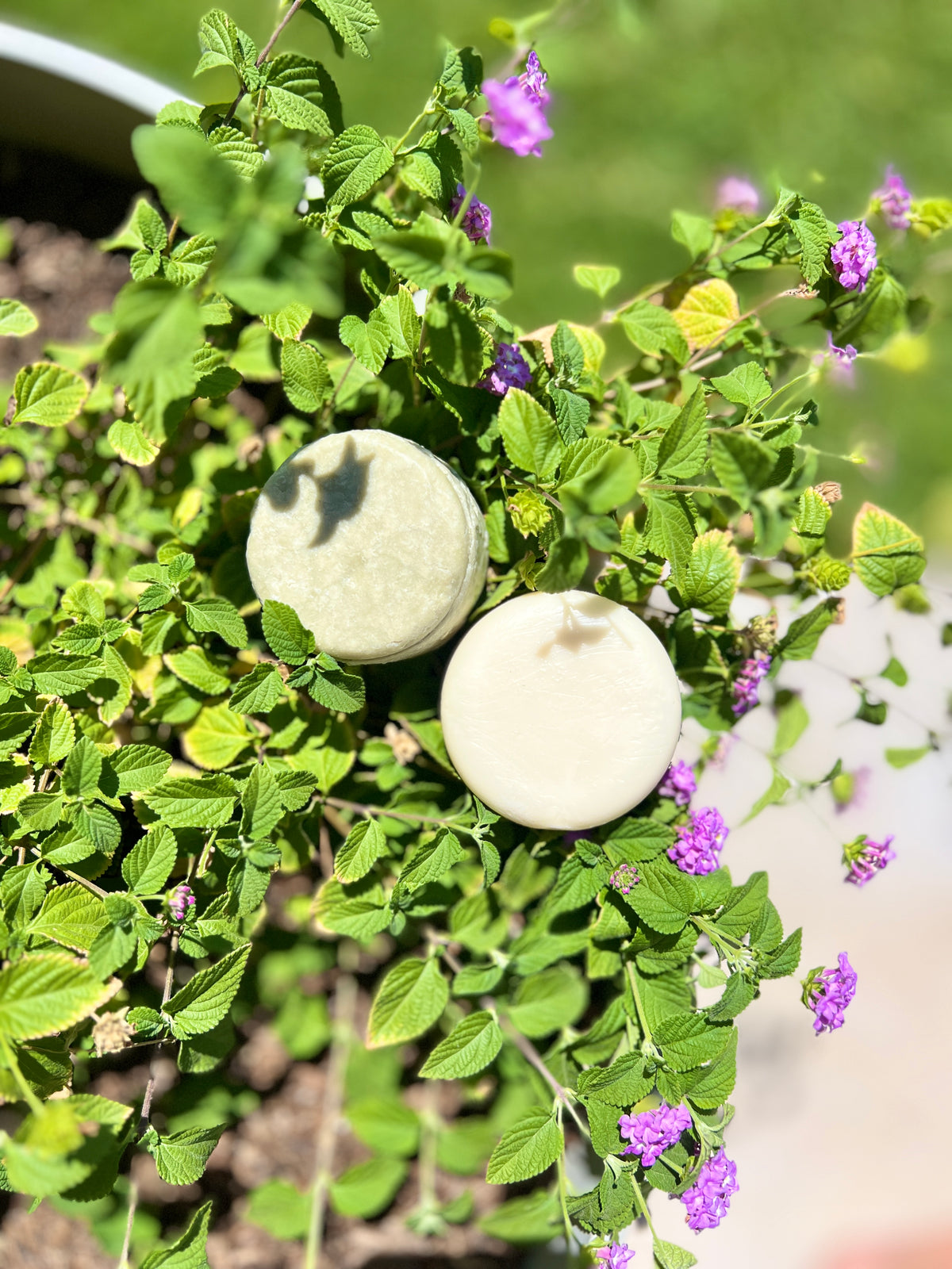Shampoo and conditioner bars among garden flowers